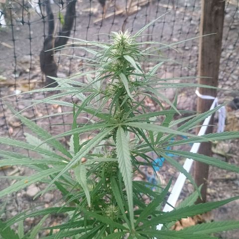 Mango biche #6 growlog photo: Riego nocturno con jabón potásico, tierra de diatomeas y extracto de Neem 