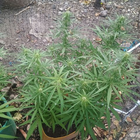 Mango biche #6 growlog photo: Riego nocturno con jabón potásico, tierra de diatomeas y extracto de Neem 