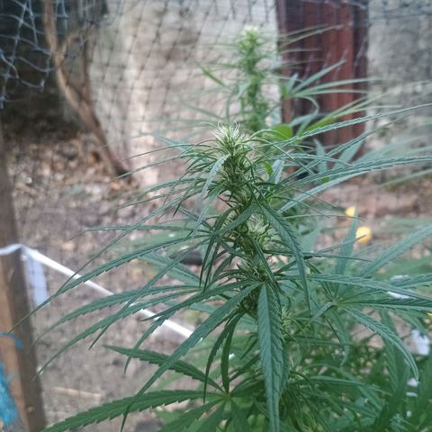 Mango biche #6 growlog photo: Riego nocturno con jabón potásico, tierra de diatomeas y extracto de Neem 