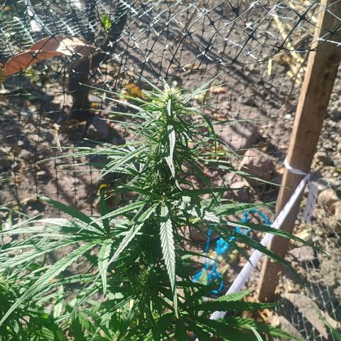 Mango biche #6 growlog photo: Sigue engrosando sus cogollos