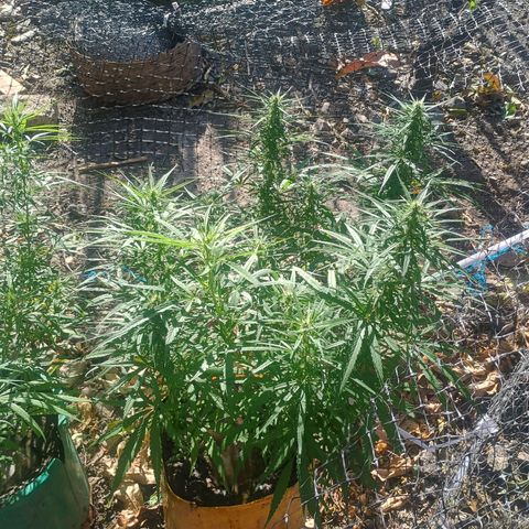 Mango biche #6 growlog photo: Sigue engrosando sus cogollos
