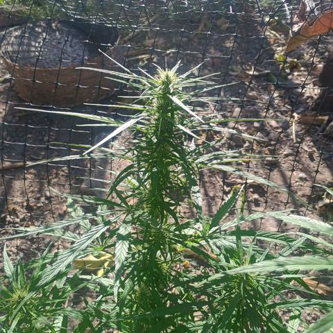 Mango biche #6 growlog photo: Sigue engrosando sus cogollos