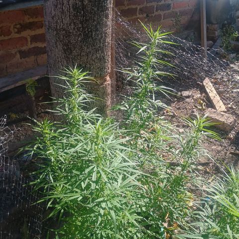 Mango Biche #1 growlog photo: Sigue engrosando sus cogollos 