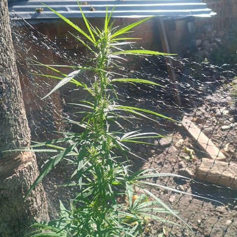 Mango Biche #1 growlog photo: Sigue engrosando sus cogollos 