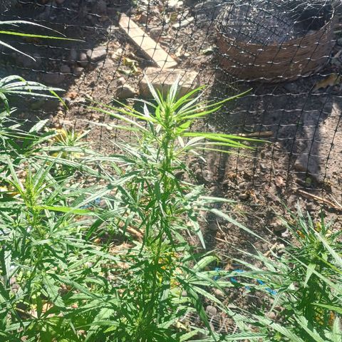 Mango Biche #1 growlog photo: Sigue engrosando sus cogollos 