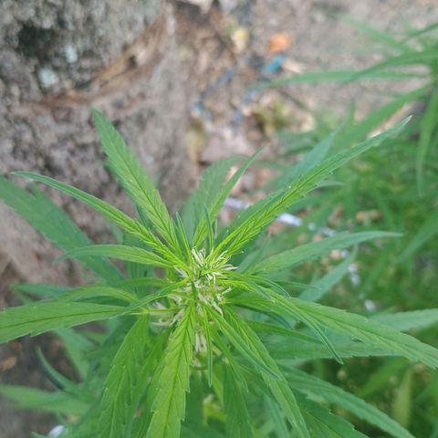 Mango Biche #1 growlog timeline photo