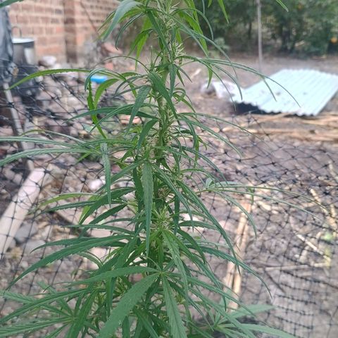 Mango Biche #1 growlog timeline photo