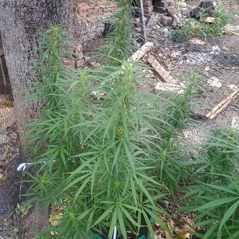 Mango Biche #1 growlog timeline photo