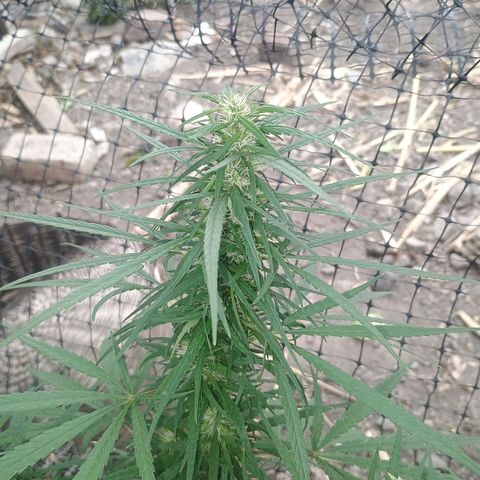 Mango biche #6 growlog timeline photo