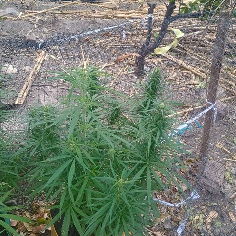Mango biche #6 growlog timeline photo