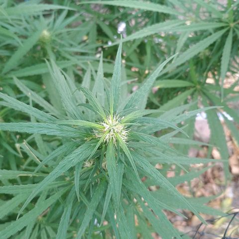 Mango biche #6 growlog timeline photo