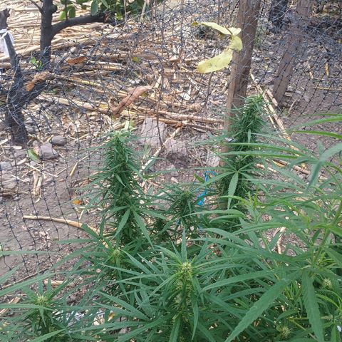 Mango biche #6 growlog timeline photo