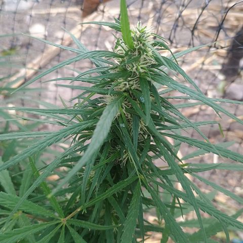 Mango biche #6 growlog timeline photo