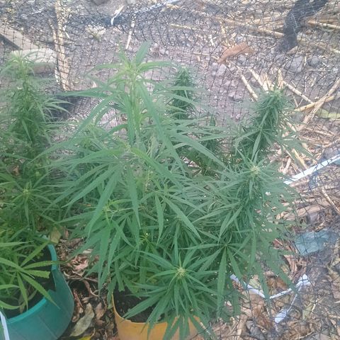 Mango biche #6 growlog photo: Poda de bajos y sigue engordando los cogollos