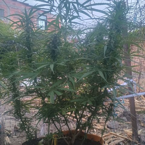 Mango biche #6 growlog photo: Poda de bajos y sigue engordando los cogollos
