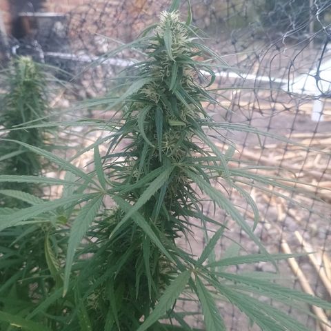 Mango biche #6 growlog photo: Poda de bajos y sigue engordando los cogollos