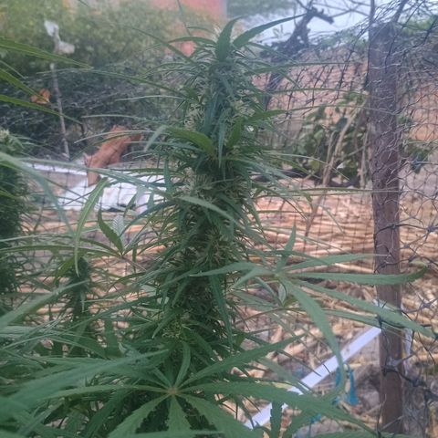 Mango biche #6 growlog photo: Poda de bajos y sigue engordando los cogollos
