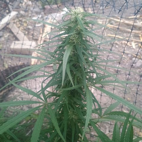 Mango biche #6 growlog photo: Poda de bajos y sigue engordando los cogollos
