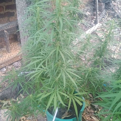 Mango Biche #1 growlog timeline photo