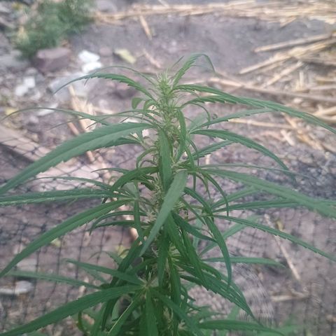 Mango Biche #1 growlog timeline photo