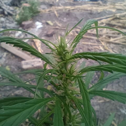 Mango Biche #1 growlog timeline photo