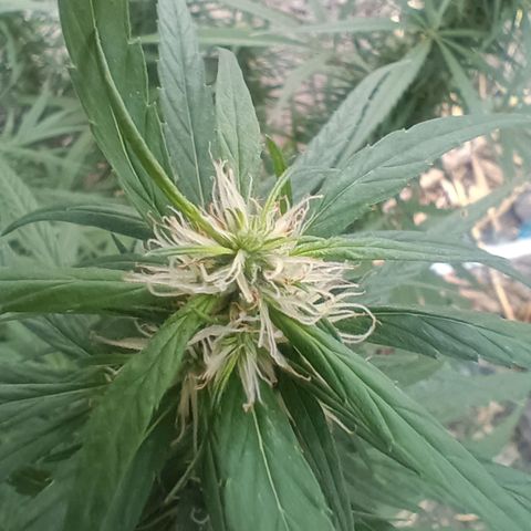Mango biche #6 growlog timeline photo