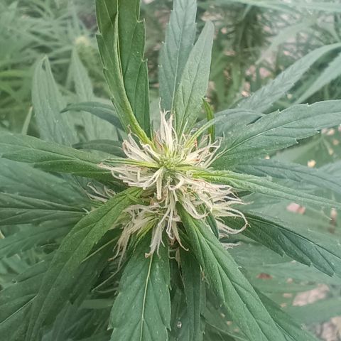 Mango biche #6 growlog timeline photo