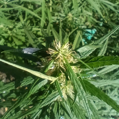 Mango biche #6 growlog photo: Hermosa y gruesa