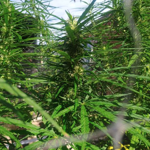 Mango biche #6 growlog photo: Hermosa y gruesa