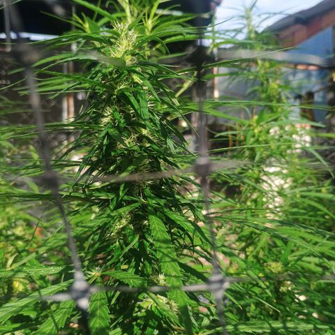 Mango biche #6 growlog photo: Hermosa y gruesa