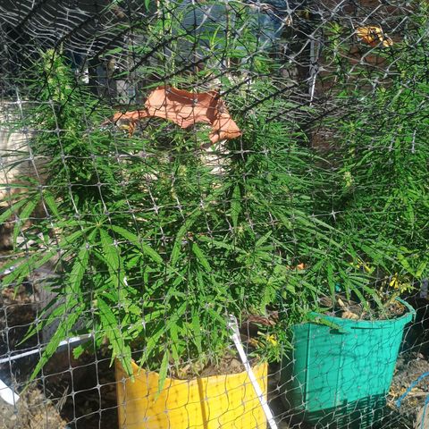 Mango biche #6 growlog photo: Hermosa y gruesa