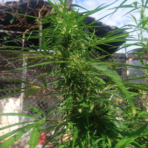 Mango biche #6 growlog photo: Hermosa y gruesa