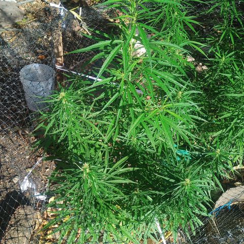 Mango biche #6 growlog photo: Hermosa y gruesa
