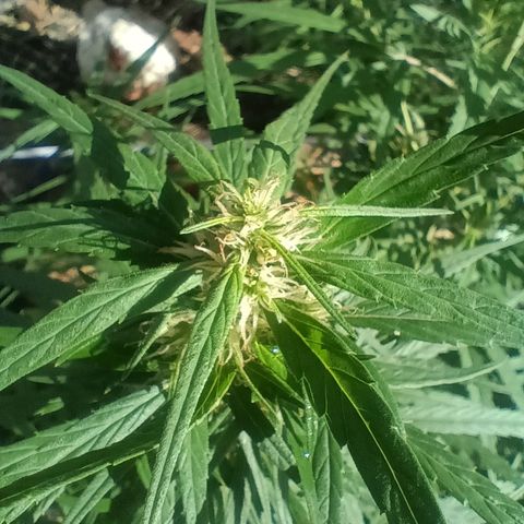 Mango biche #6 growlog photo: Hermosa y gruesa