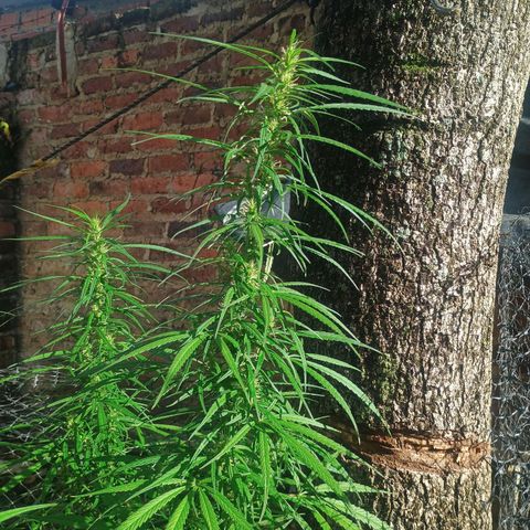Mango Biche #1 growlog photo: Alta y grande 
