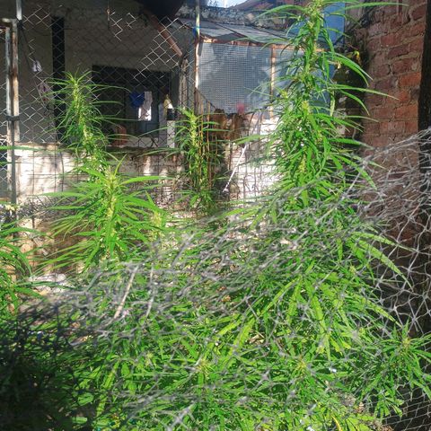 Mango Biche #1 growlog photo: Alta y grande 