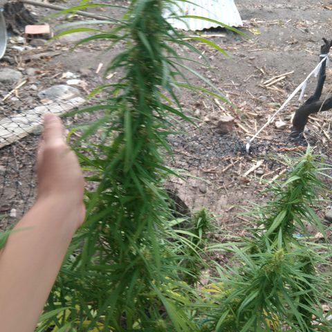 Mango Biche #1 growlog photo: Grande y vigoroso, con terpenos blanquecinos y pistilos cafés en un 35%