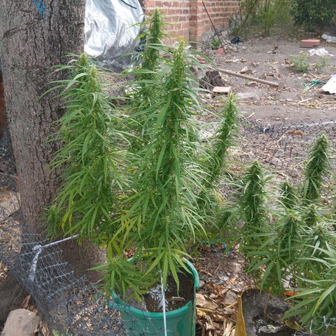 Mango Biche #1 growlog photo: Grande y vigoroso, con terpenos blanquecinos y pistilos cafés en un 35%