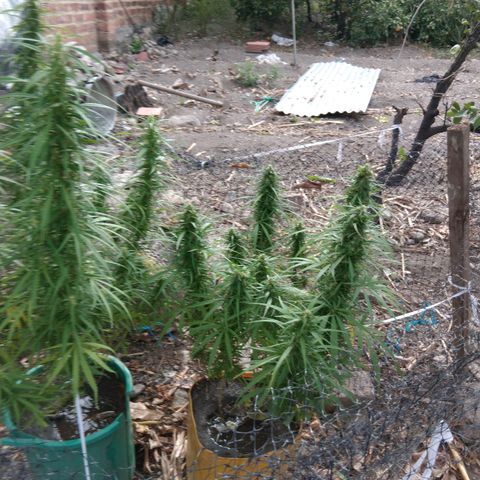 Mango biche #6 growlog photo: Gruesa y resinas, terpenos vlanquecinos y 50% de pistilos cafés.