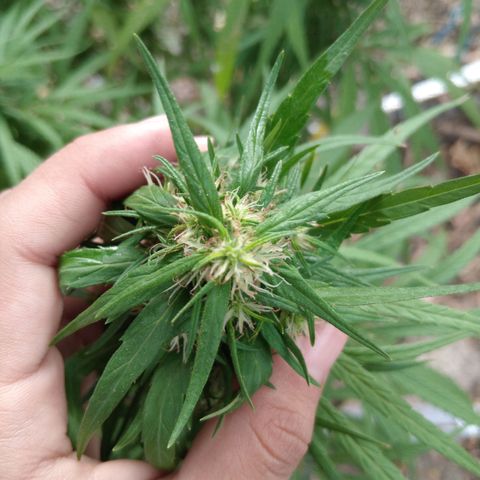 Mango biche #6 growlog photo: Gruesa y resinas, terpenos vlanquecinos y 50% de pistilos cafés.