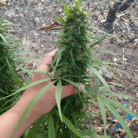 Mango biche #6 growlog photo: Gruesa y resinas, terpenos vlanquecinos y 50% de pistilos cafés.