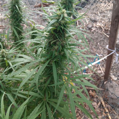 Mango biche #6 growlog photo: Gruesa y resinas, terpenos vlanquecinos y 50% de pistilos cafés.