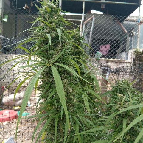 Mango biche #6 growlog photo: Fecundado! Tiene semillas y sus pistilos ya están casi completamente cafés.  Aroma dulce y afectado, a Mango biche. 