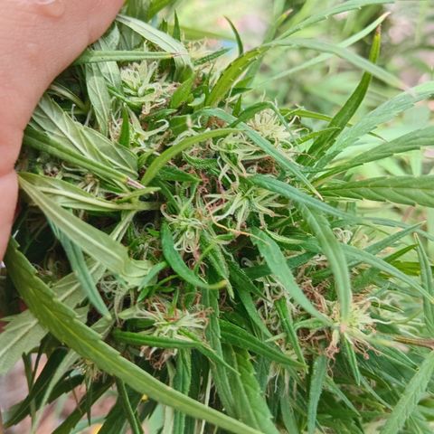 Mango biche #6 growlog photo: Fecundado! Tiene semillas y sus pistilos ya están casi completamente cafés.  Aroma dulce y afectado, a Mango biche. 