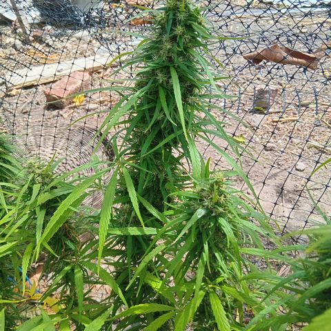 Mango biche #6 growlog photo: Fecundado! Tiene semillas y sus pistilos ya están casi completamente cafés.  Aroma dulce y afectado, a Mango biche. 