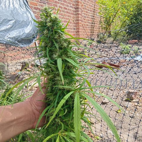 Mango biche #6 growlog photo: Fecundado! Tiene semillas y sus pistilos ya están casi completamente cafés.  Aroma dulce y afectado, a Mango biche. 