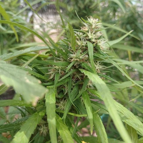 Mango biche #6 growlog photo: Fecundado! Tiene semillas y sus pistilos ya están casi completamente cafés.  Aroma dulce y afectado, a Mango biche. 