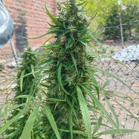 Mango biche #6 growlog photo: Fecundado! Tiene semillas y sus pistilos ya están casi completamente cafés.  Aroma dulce y afectado, a Mango biche. 