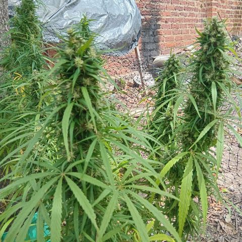 Mango biche #6 growlog photo: Fecundado! Tiene semillas y sus pistilos ya están casi completamente cafés.  Aroma dulce y afectado, a Mango biche. 