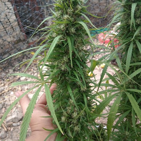 Mango biche #6 growlog photo: Fecundado! Tiene semillas y sus pistilos ya están casi completamente cafés.  Aroma dulce y afectado, a Mango biche. 